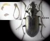 Agonum versutum